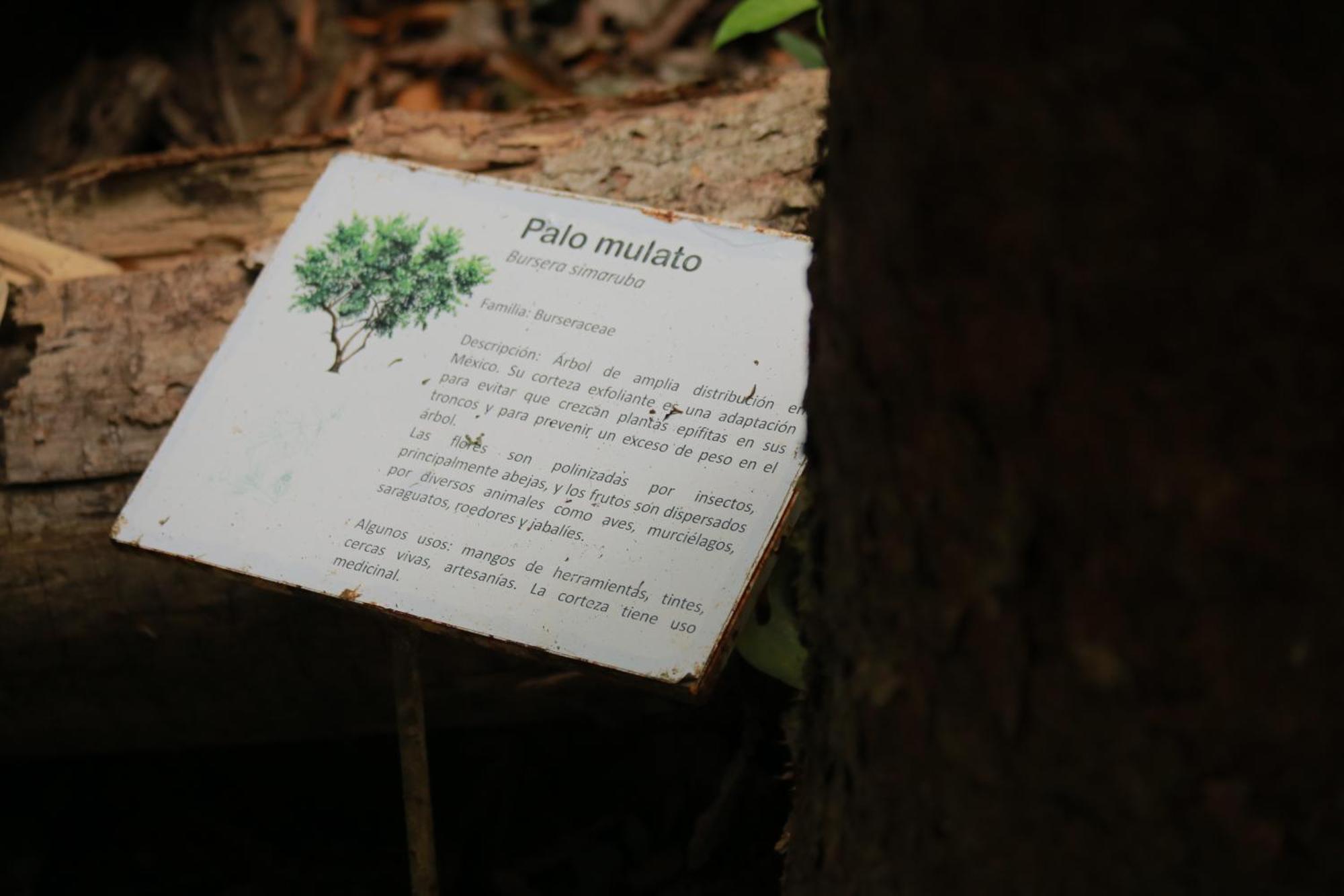 Canto De La Selva Jungle Lodge Selva Lacandona Chiapas Galaxia エクステリア 写真